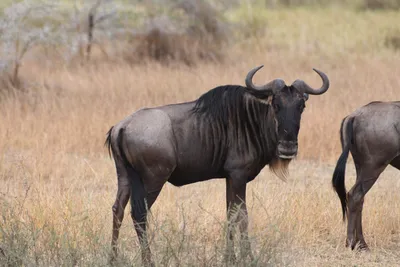 DSC_4073 (Large).JPG